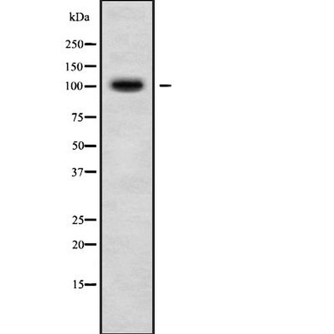 RASIP1 Antibody in Western Blot (WB)