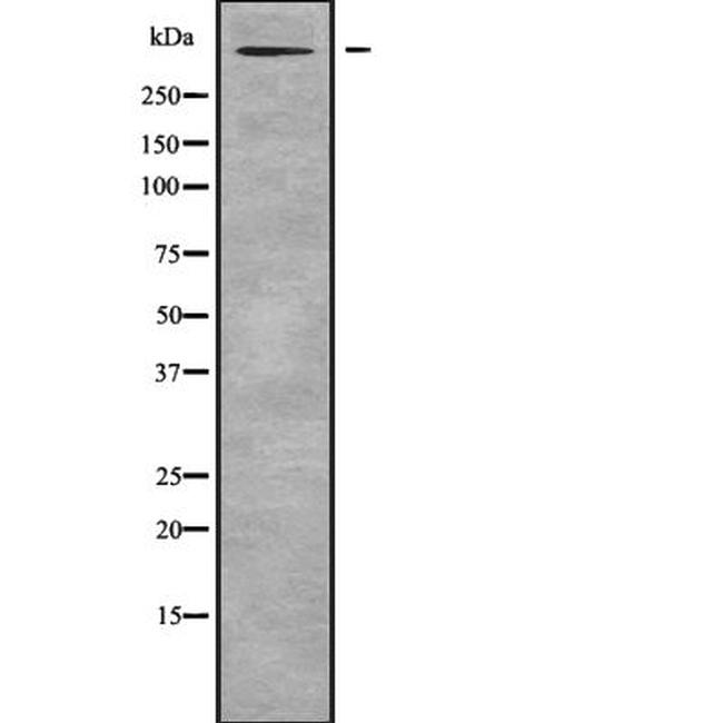 Reelin Antibody in Western Blot (WB)