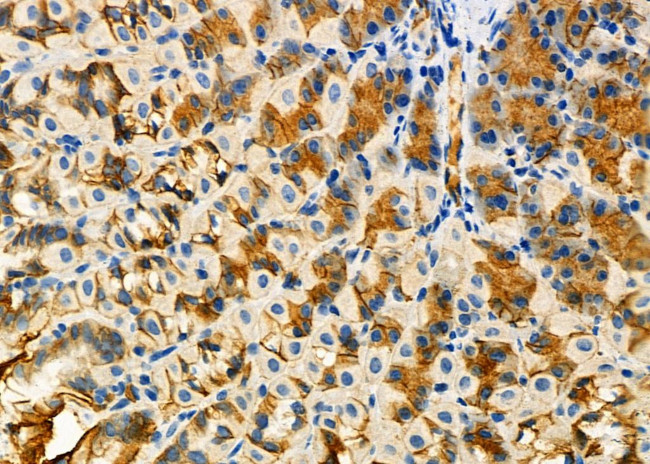 ARHGAP24 Antibody in Immunohistochemistry (Paraffin) (IHC (P))