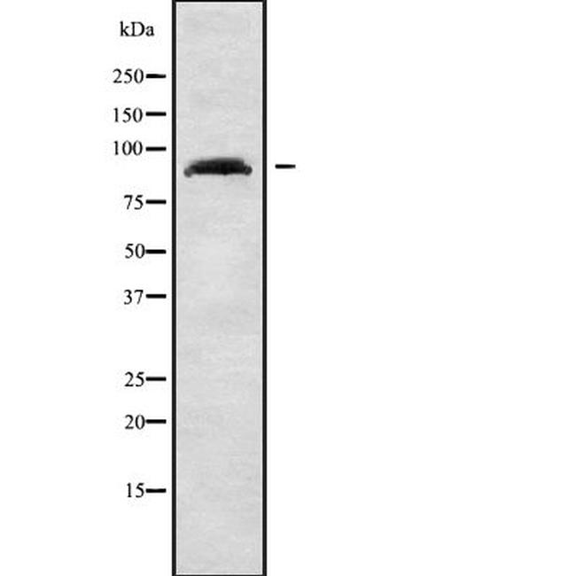 ARHGAP24 Antibody in Western Blot (WB)