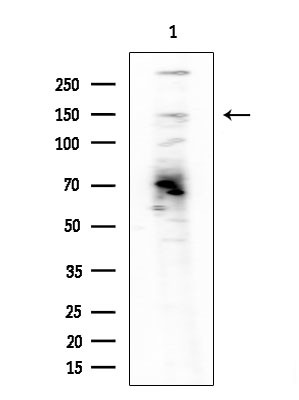 BMS1 Antibody in Western Blot (WB)