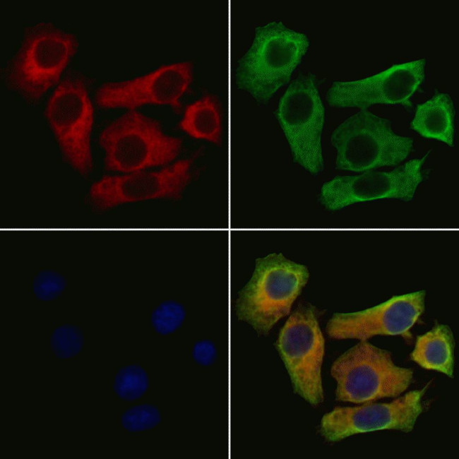 SLIT3 Antibody in Immunocytochemistry (ICC/IF)