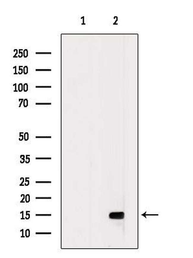 CCL16 Antibody in Western Blot (WB)