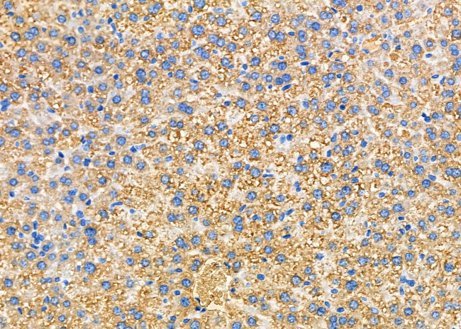 Eotaxin 3 Antibody in Immunohistochemistry (Paraffin) (IHC (P))