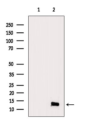 Eotaxin 3 Antibody in Western Blot (WB)