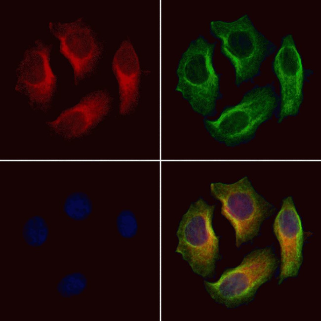 SLC6A13 Antibody in Immunocytochemistry (ICC/IF)