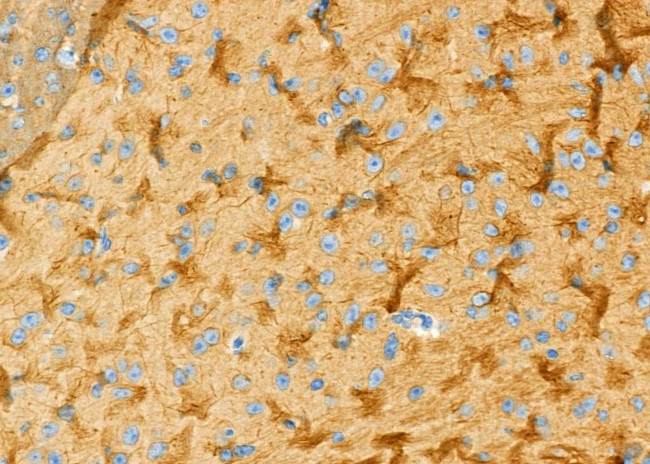 SLC6A13 Antibody in Immunohistochemistry (Paraffin) (IHC (P))