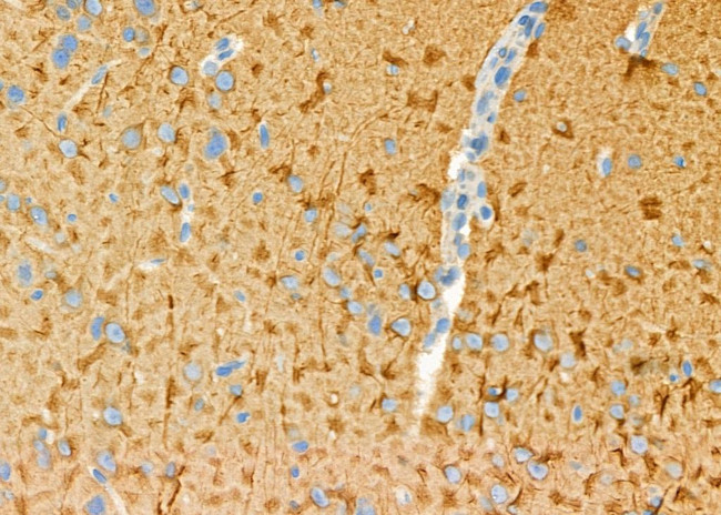 SLC6A13 Antibody in Immunohistochemistry (Paraffin) (IHC (P))