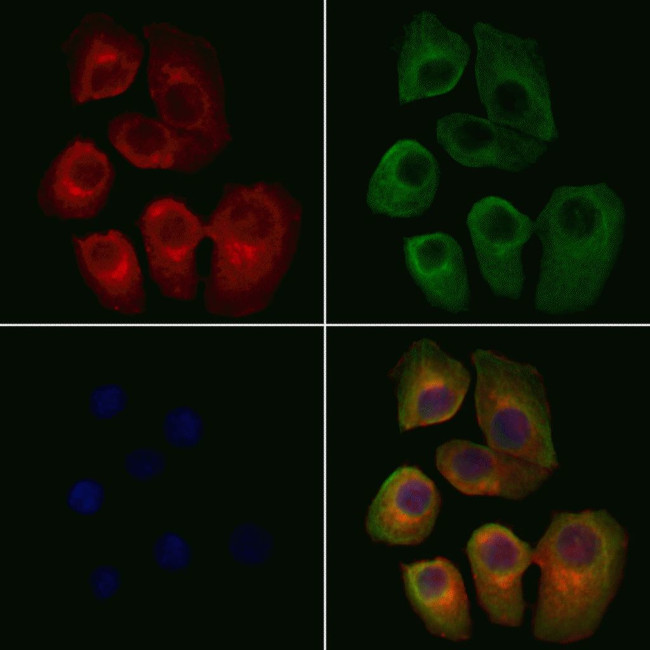 SLC6A11 Antibody in Immunocytochemistry (ICC/IF)