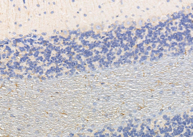 Synaptotagmin 4 Antibody in Immunohistochemistry (Paraffin) (IHC (P))