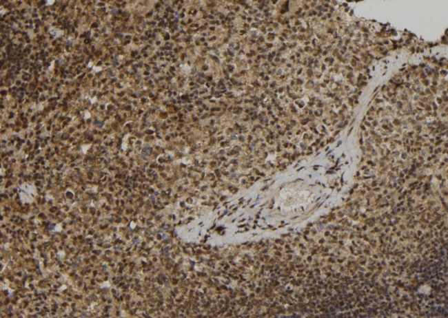 ELOF1 Antibody in Immunohistochemistry (Paraffin) (IHC (P))