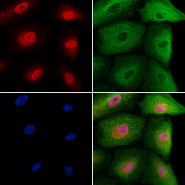 TCEAL5 Antibody in Immunocytochemistry (ICC/IF)