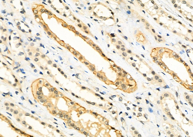 TCEAL5 Antibody in Immunohistochemistry (Paraffin) (IHC (P))