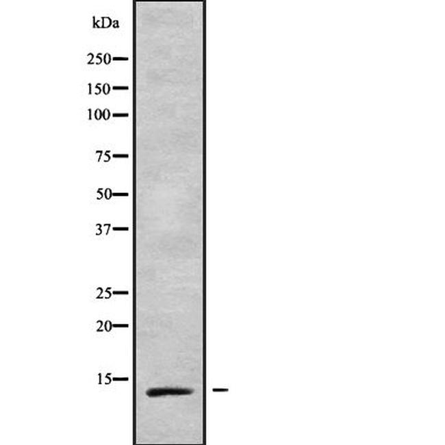 TCEAL7 Antibody in Western Blot (WB)