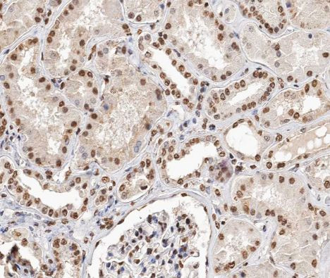 TCEAL8 Antibody in Immunohistochemistry (Paraffin) (IHC (P))