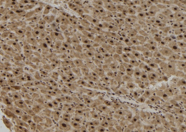 TCF19 Antibody in Immunohistochemistry (Paraffin) (IHC (P))