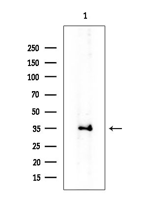 CD178 Antibody in Western Blot (WB)