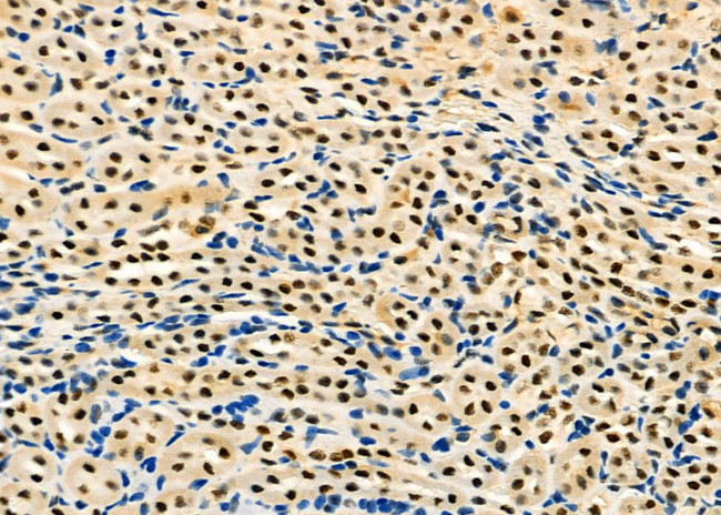 HEXIM1 Antibody in Immunohistochemistry (Paraffin) (IHC (P))