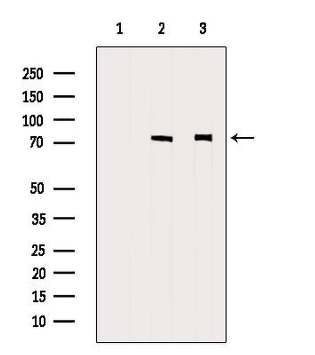 HEXIM1 Antibody in Western Blot (WB)