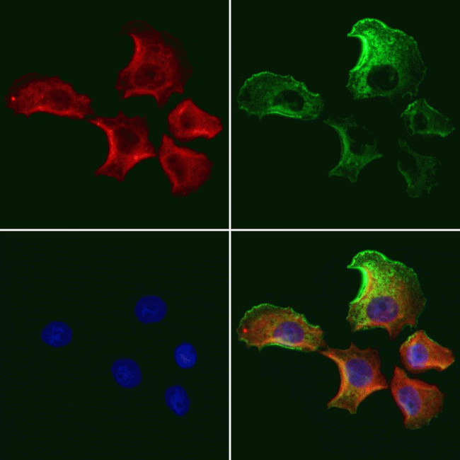 ADRM1 Antibody in Immunocytochemistry (ICC/IF)