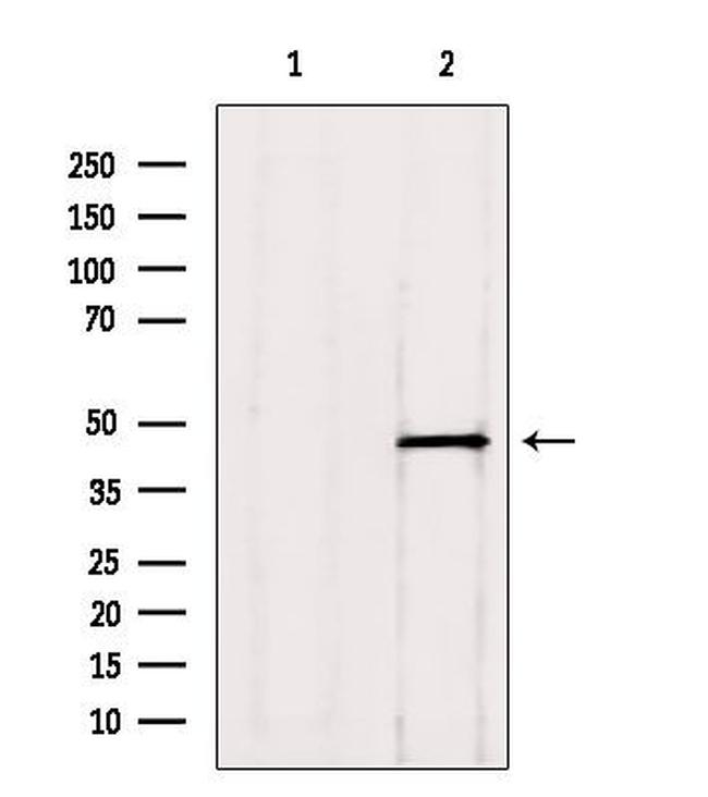 ADRM1 Antibody in Western Blot (WB)