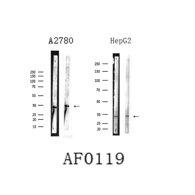 BAK Antibody in Western Blot (WB)