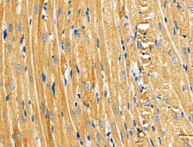 HGK Antibody in Immunohistochemistry (Paraffin) (IHC (P))