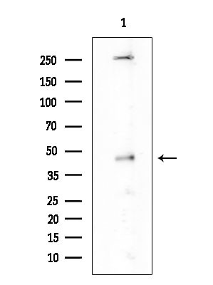 Phospho-GATA1 (Ser310) Antibody in Western Blot (WB)