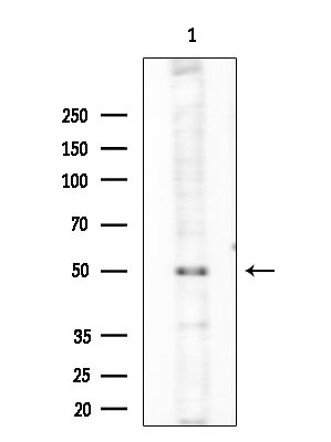 Phospho-GATA1 (Ser310) Antibody in Western Blot (WB)