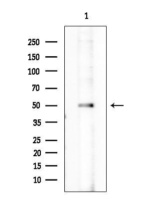 Phospho-GATA1 (Ser310) Antibody in Western Blot (WB)