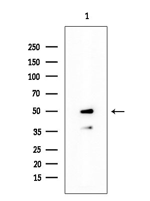 Phospho-GATA1 (Ser310) Antibody in Western Blot (WB)