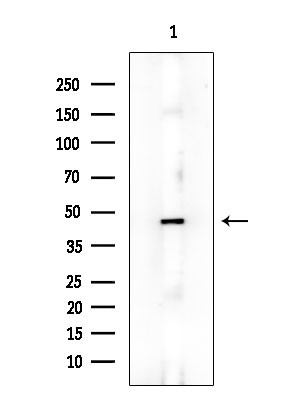 p47phox Antibody in Western Blot (WB)