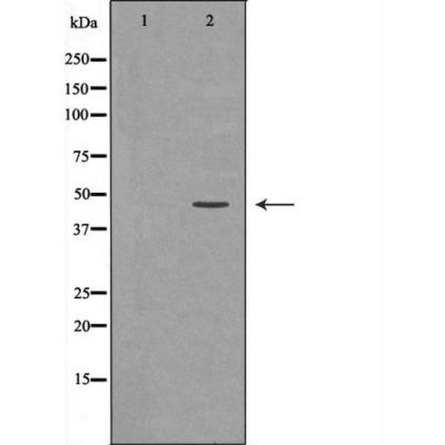 p47phox Antibody in Western Blot (WB)