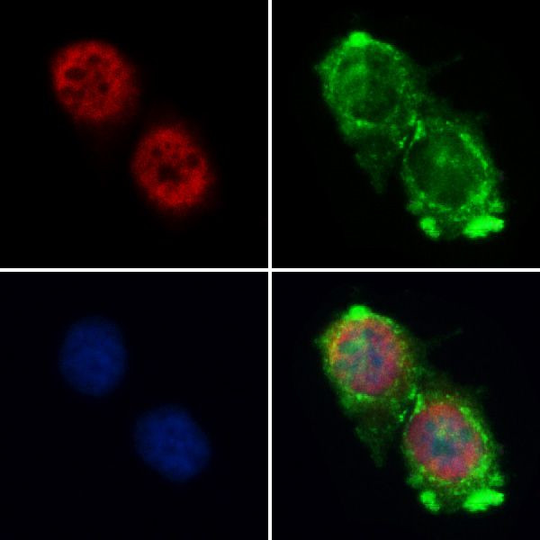 Cyclin A Antibody in Immunocytochemistry (ICC/IF)