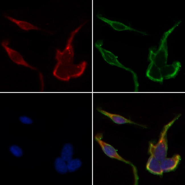 HSPH1 Antibody in Immunocytochemistry (ICC/IF)