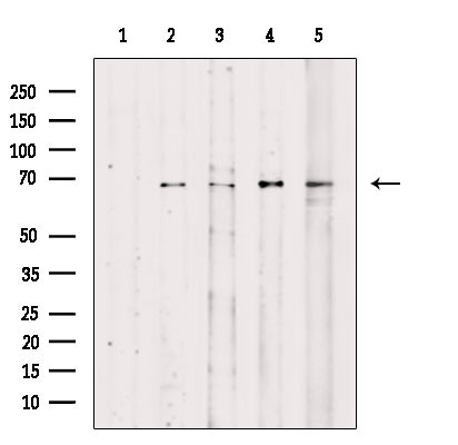 Phospho-C-rel (Ser492, Ser460) Antibody in Western Blot (WB)