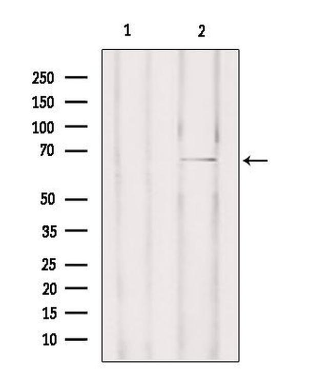 Phospho-C-rel (Ser492, Ser460) Antibody in Western Blot (WB)