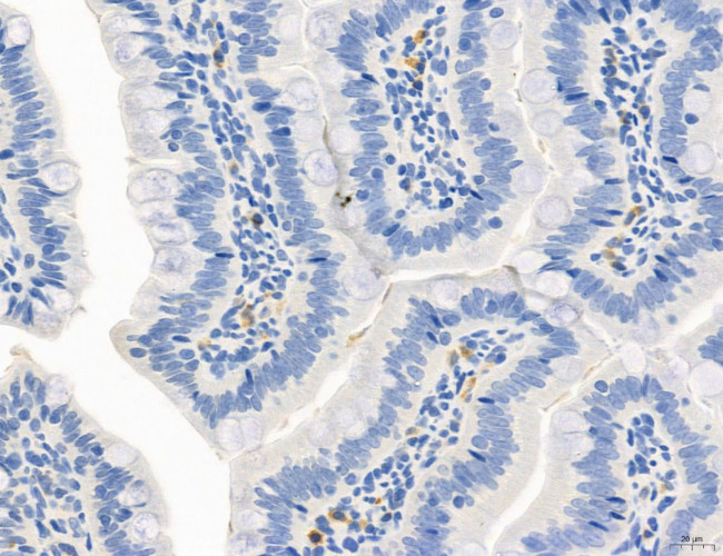 Phospho-MYL2 (Ser15) Antibody in Immunohistochemistry (Paraffin) (IHC (P))