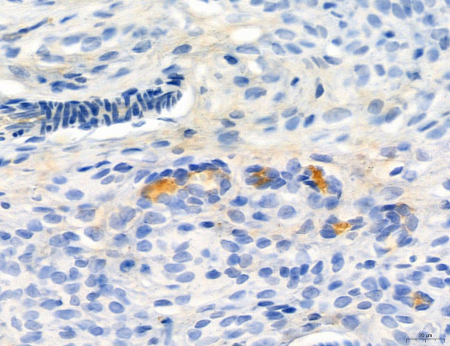 Phospho-MYL2 (Ser15) Antibody in Immunohistochemistry (Paraffin) (IHC (P))