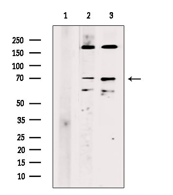 RAB11FIP4 Antibody in Western Blot (WB)