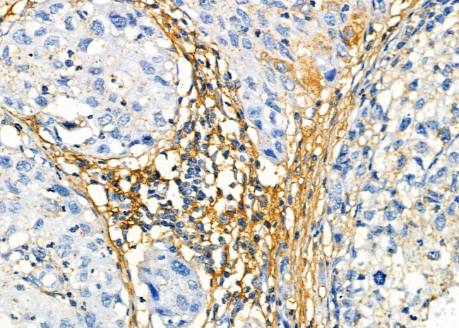 VN1R3 Antibody in Immunohistochemistry (Paraffin) (IHC (P))