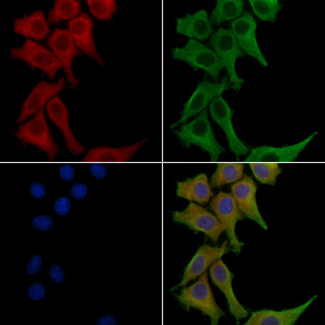 CEACAM8 Antibody in Immunocytochemistry (ICC/IF)