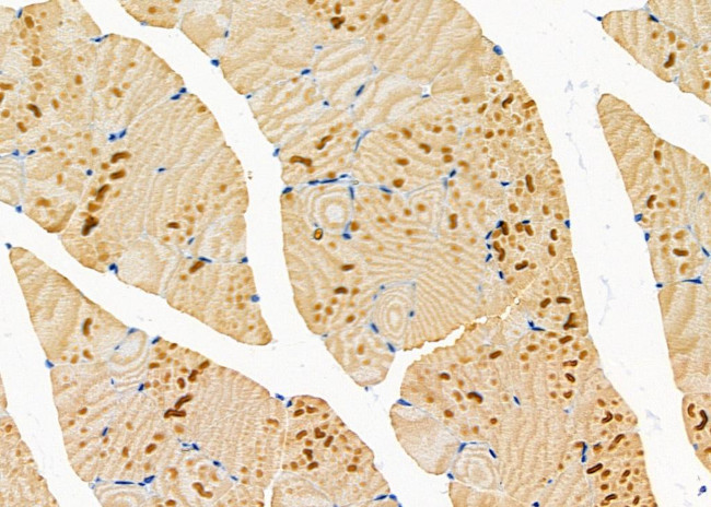 TAS2R50 Antibody in Immunohistochemistry (Paraffin) (IHC (P))