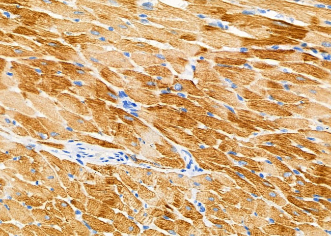 TAS2R50 Antibody in Immunohistochemistry (Paraffin) (IHC (P))