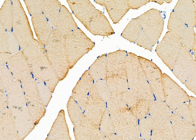 TAS2R50 Antibody in Immunohistochemistry (Paraffin) (IHC (P))