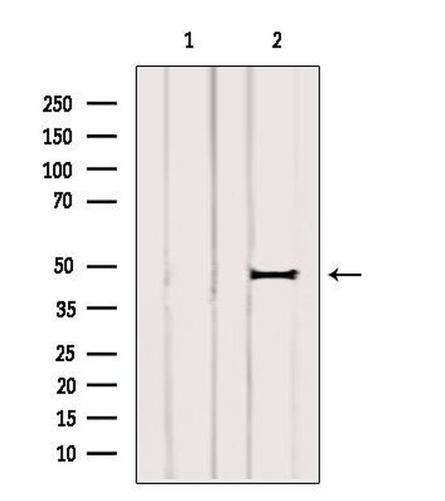 ARL13B Antibody in Western Blot (WB)