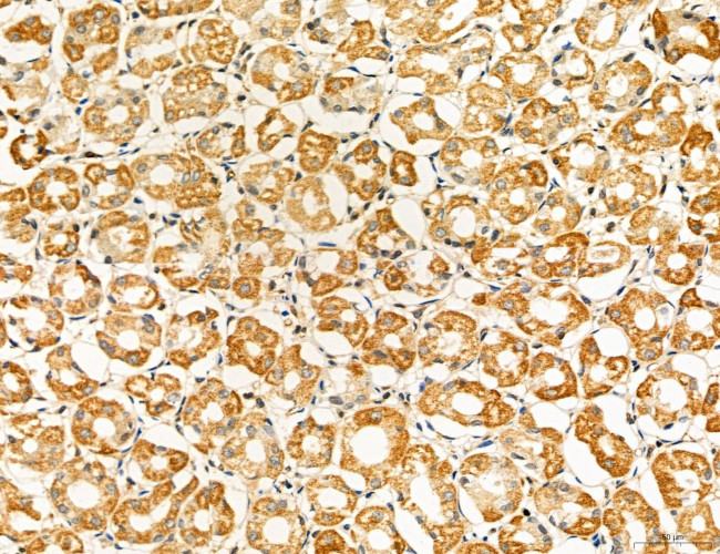 NOD2 Antibody in Immunohistochemistry (Paraffin) (IHC (P))