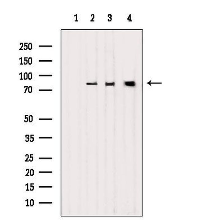 LETM1 Antibody in Western Blot (WB)