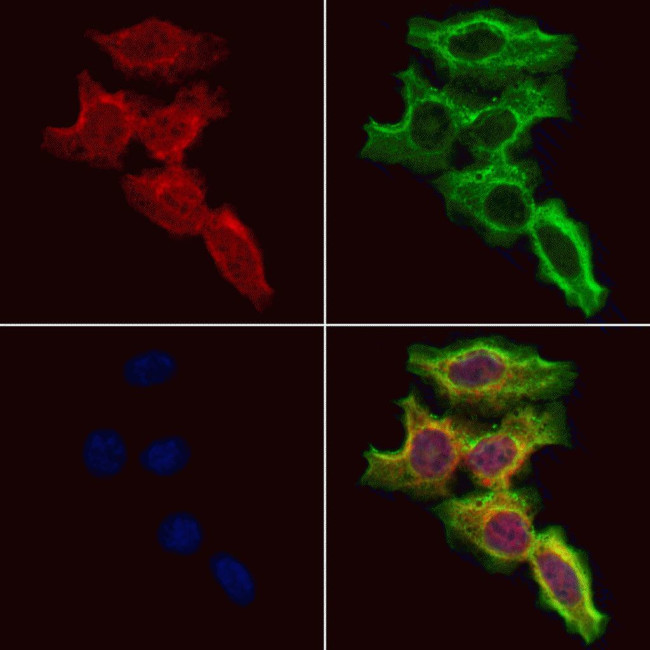 SRP54 Antibody in Immunocytochemistry (ICC/IF)