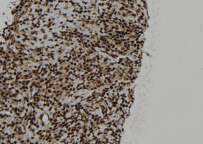 SRP54 Antibody in Immunohistochemistry (Paraffin) (IHC (P))